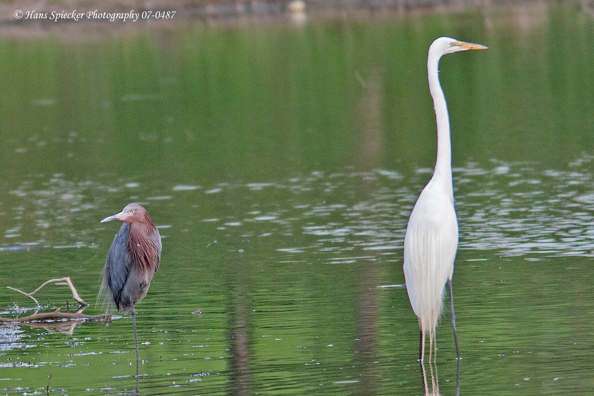 Reddish Egret - ML298873401