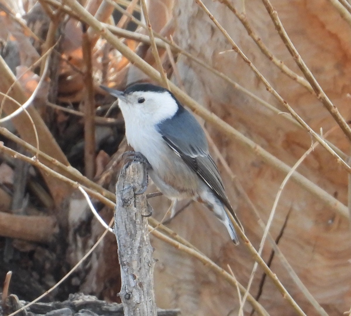 White-breasted Nuthatch - ML298873871