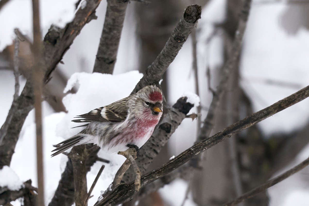Redpoll (Common) - ML298873941