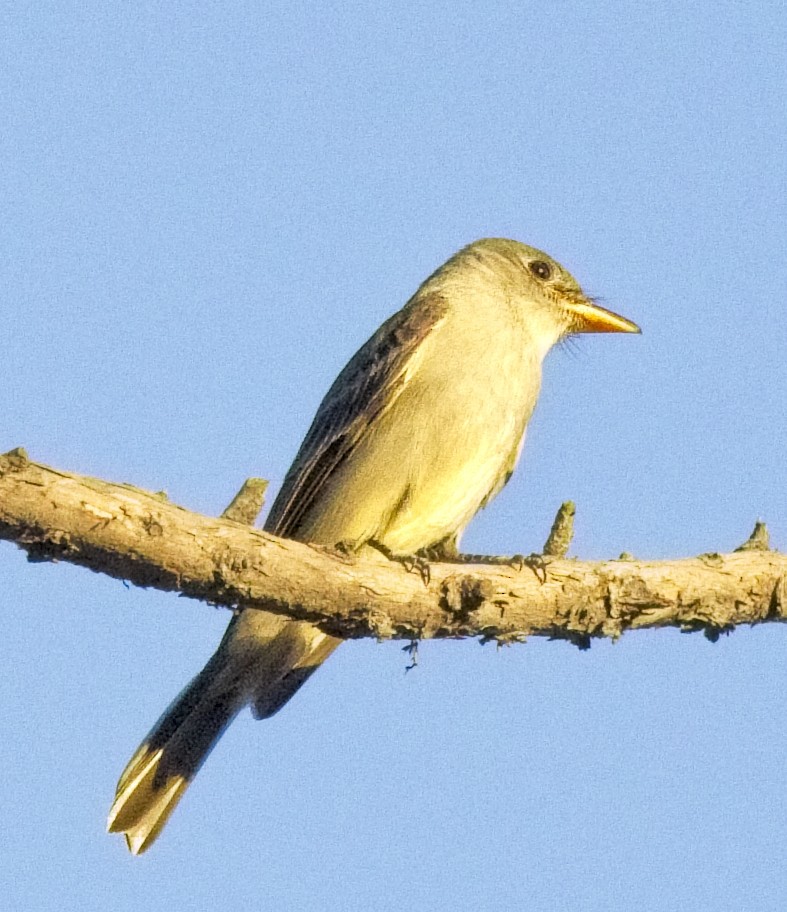 passerine sp. - Paul Fox