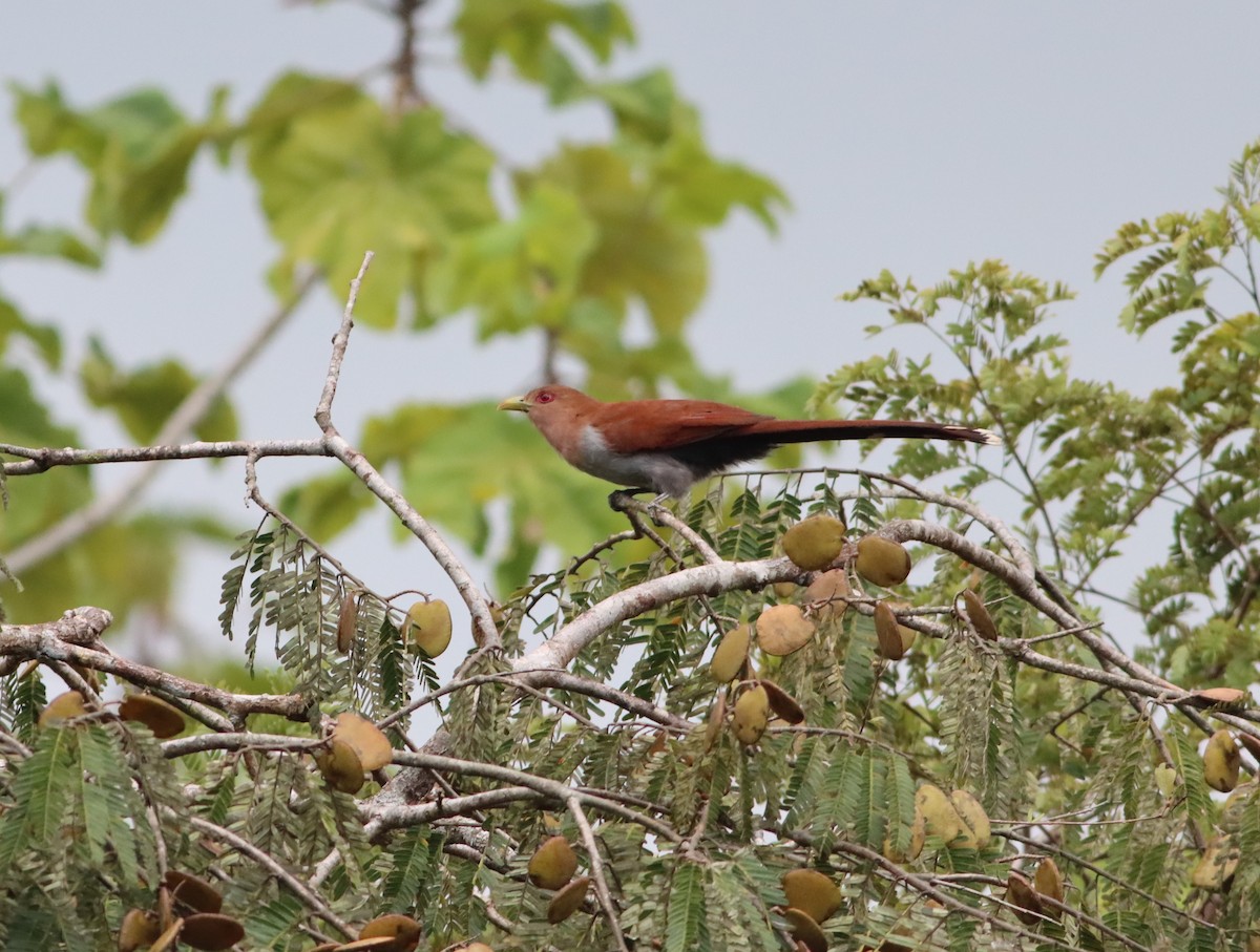 Squirrel Cuckoo - ML298875571