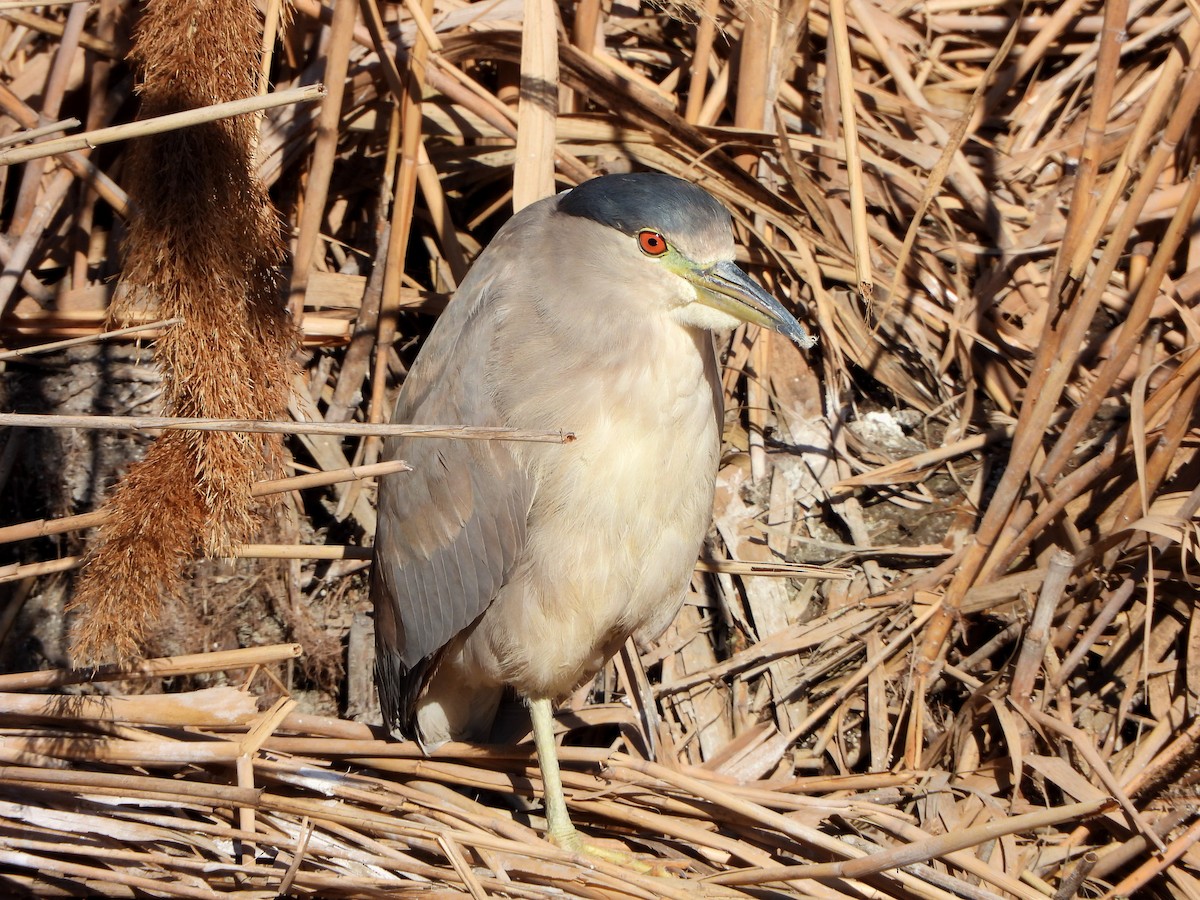 Black-crowned Night Heron - Lauri Taylor