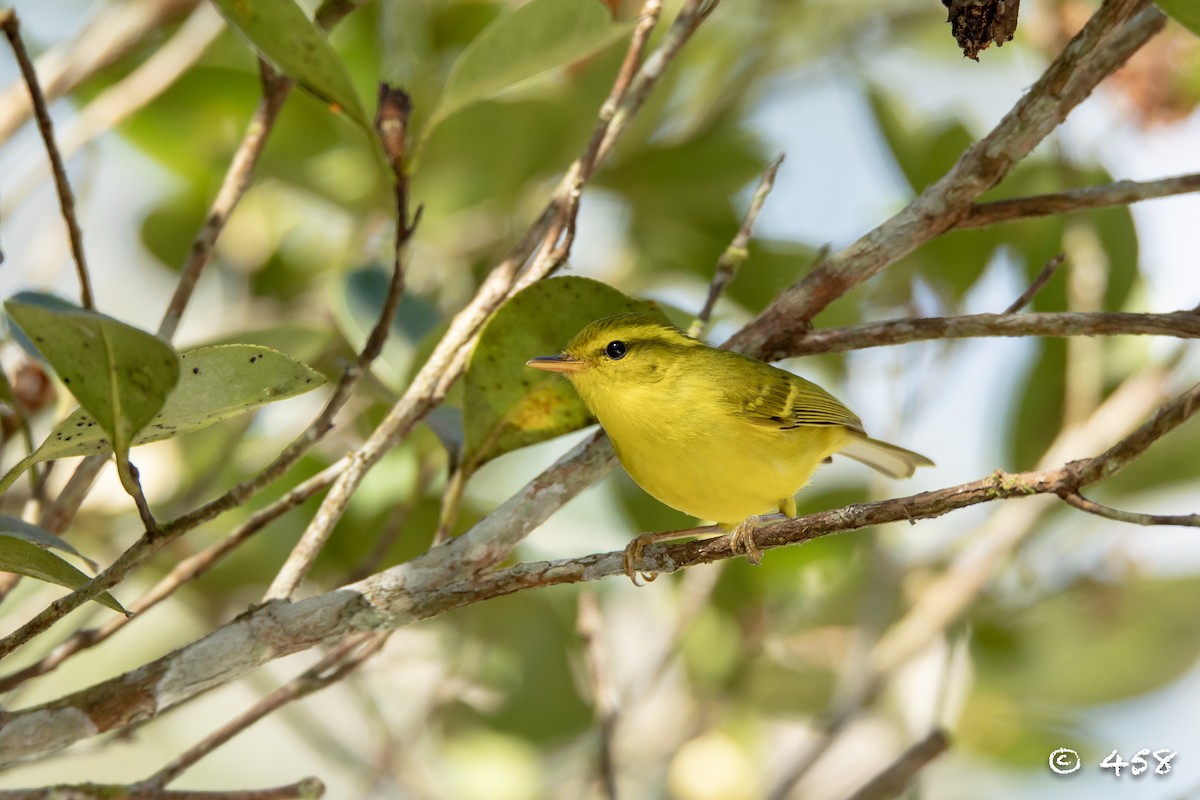 Hainan Leaf Warbler - 大牙齿 458