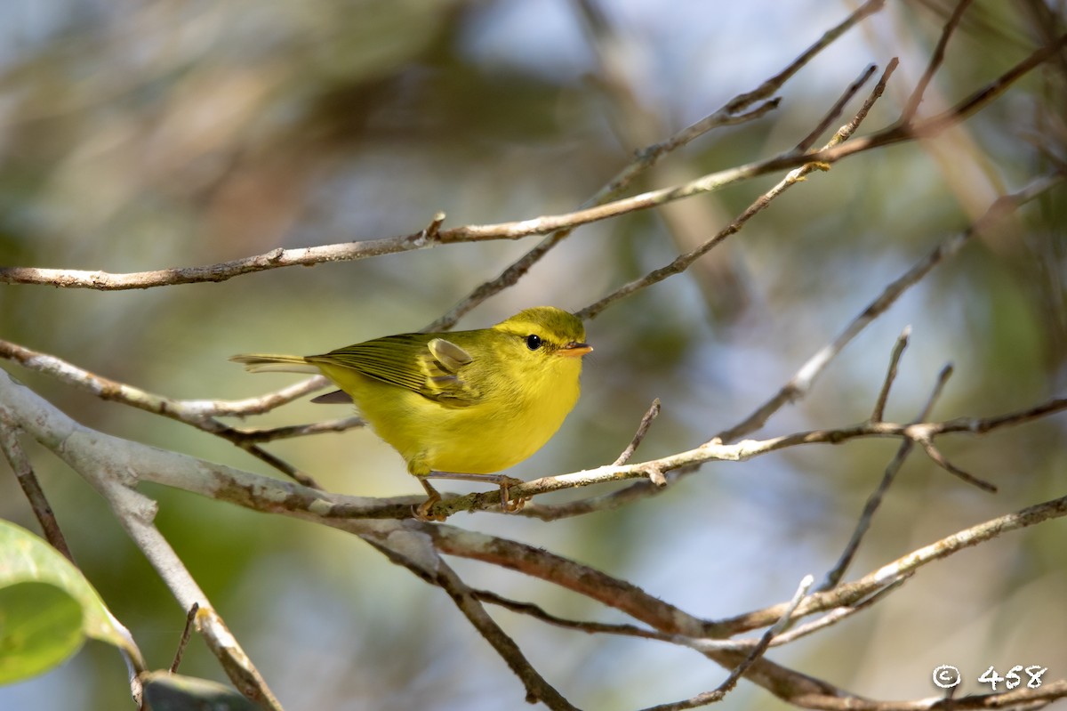 Hainan Leaf Warbler - ML298876391