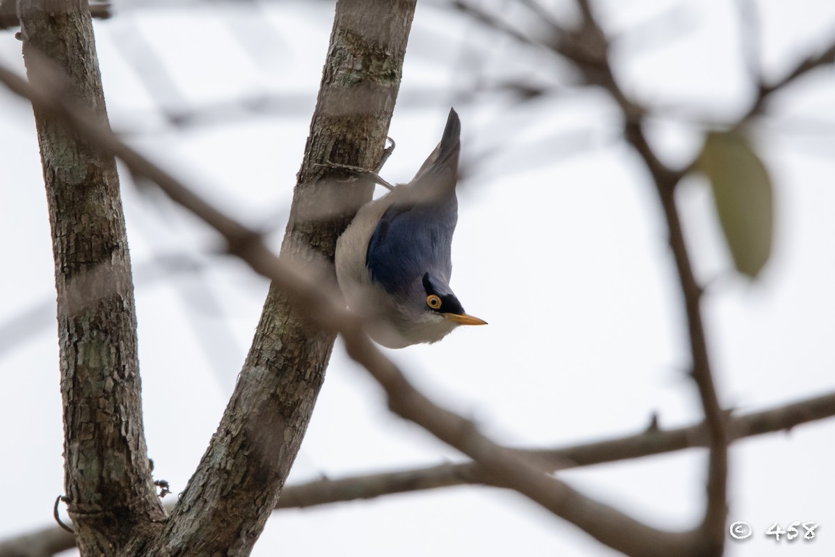 Yellow-billed Nuthatch - 大牙齿 458