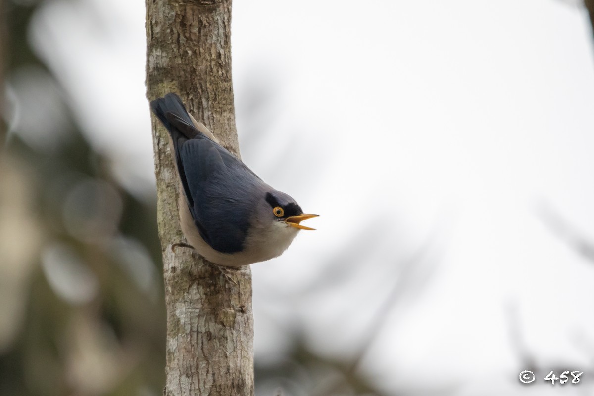 Yellow-billed Nuthatch - ML298876511