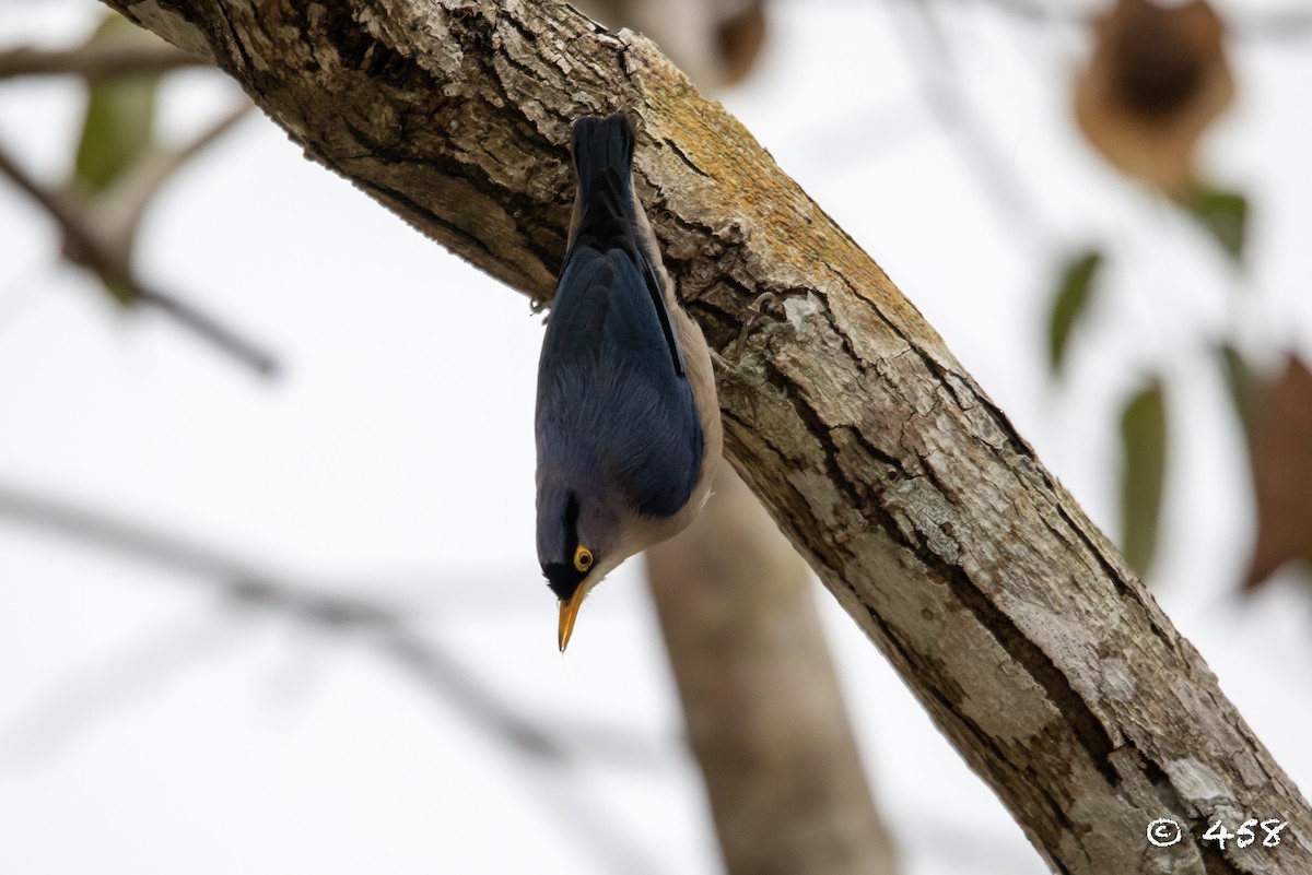 Yellow-billed Nuthatch - 大牙齿 458