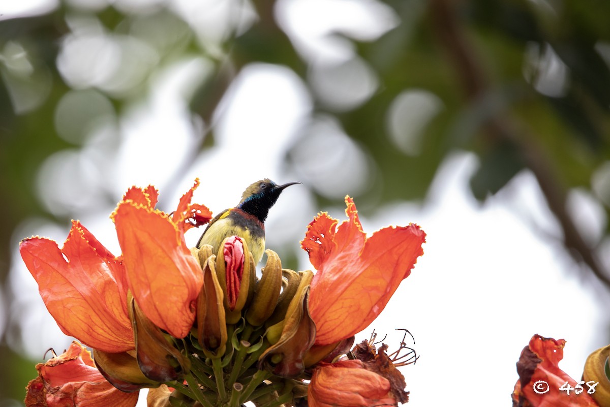 Ornate Sunbird - ML298876651