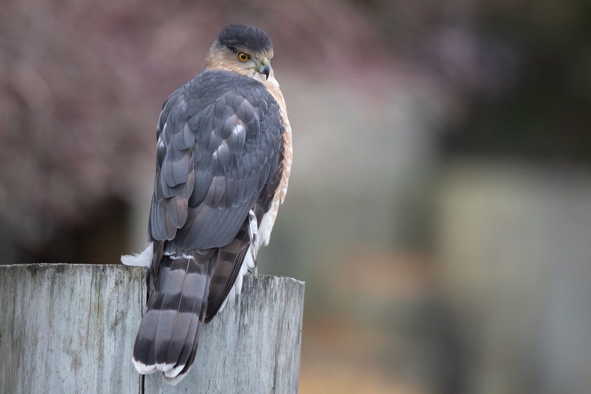 Cooper's Hawk - ML298878141