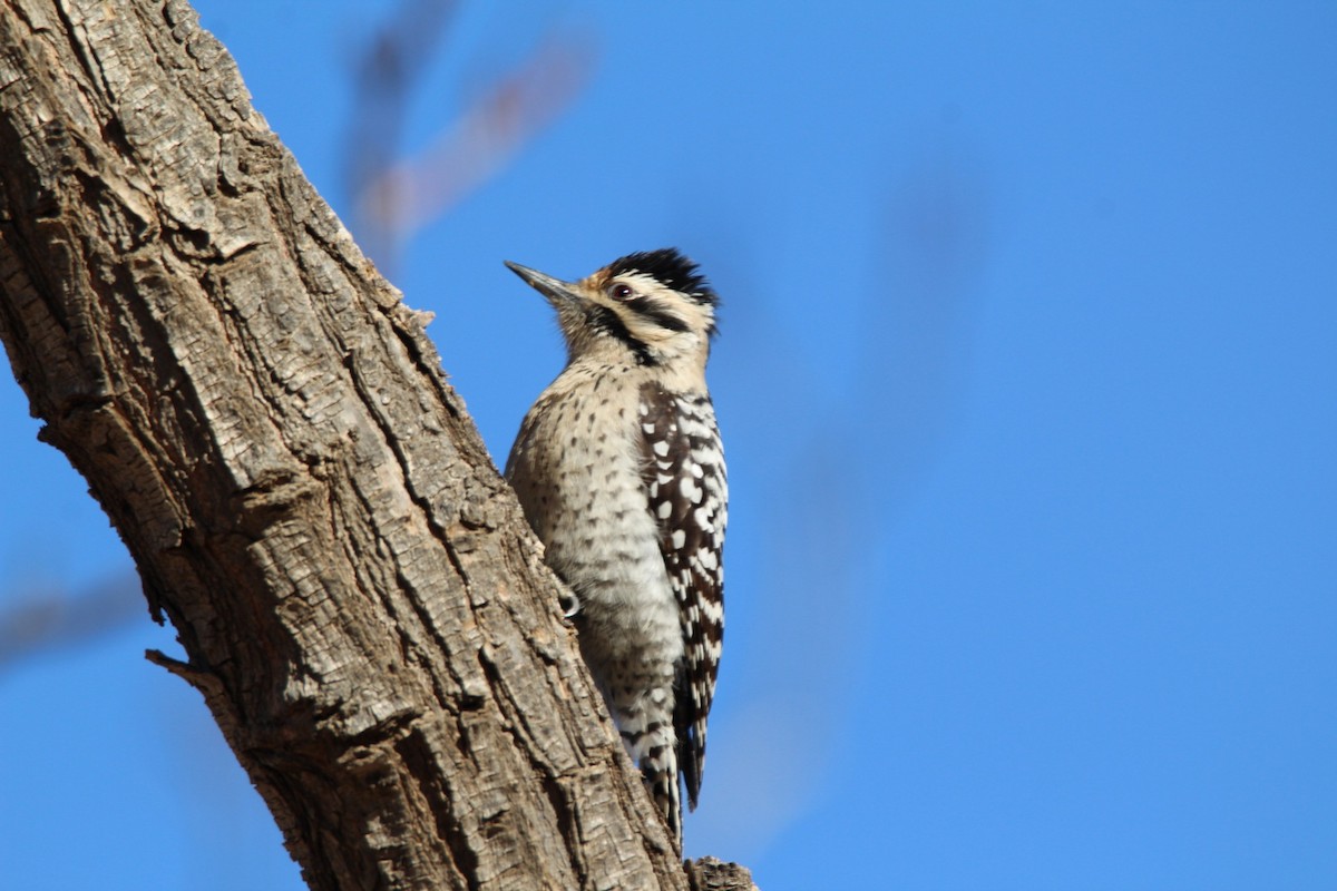 Ladder-backed Woodpecker - ML298880031