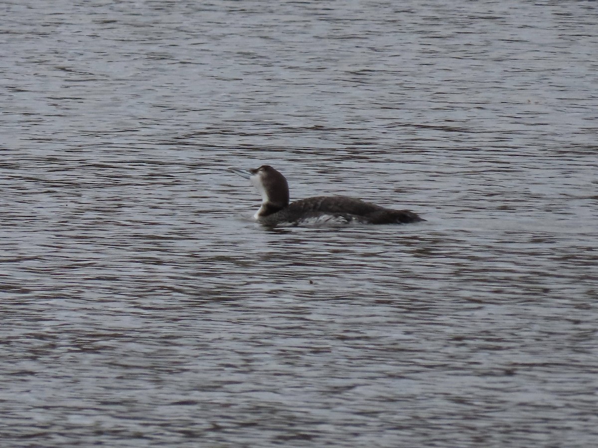 Common Loon - ML298880311