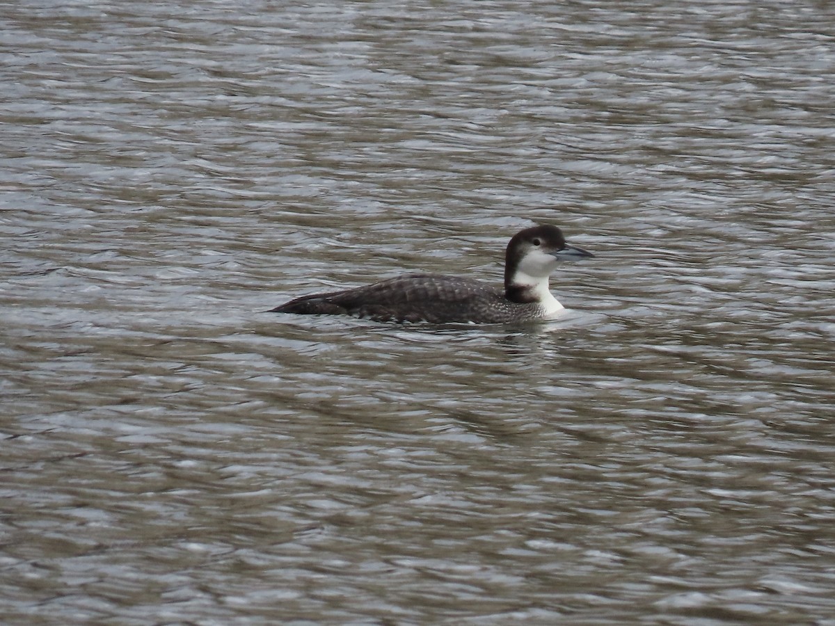 Common Loon - ML298880321