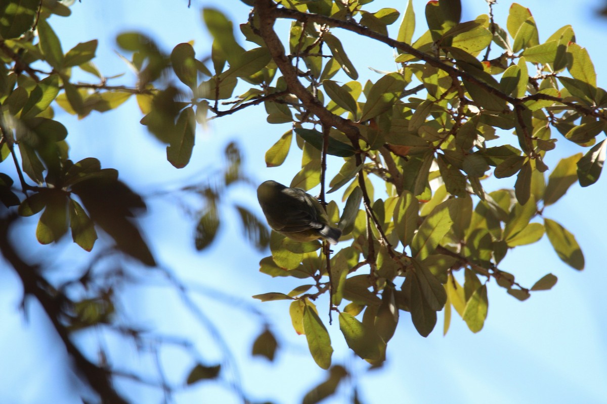 Orange-crowned Warbler - ismael perez