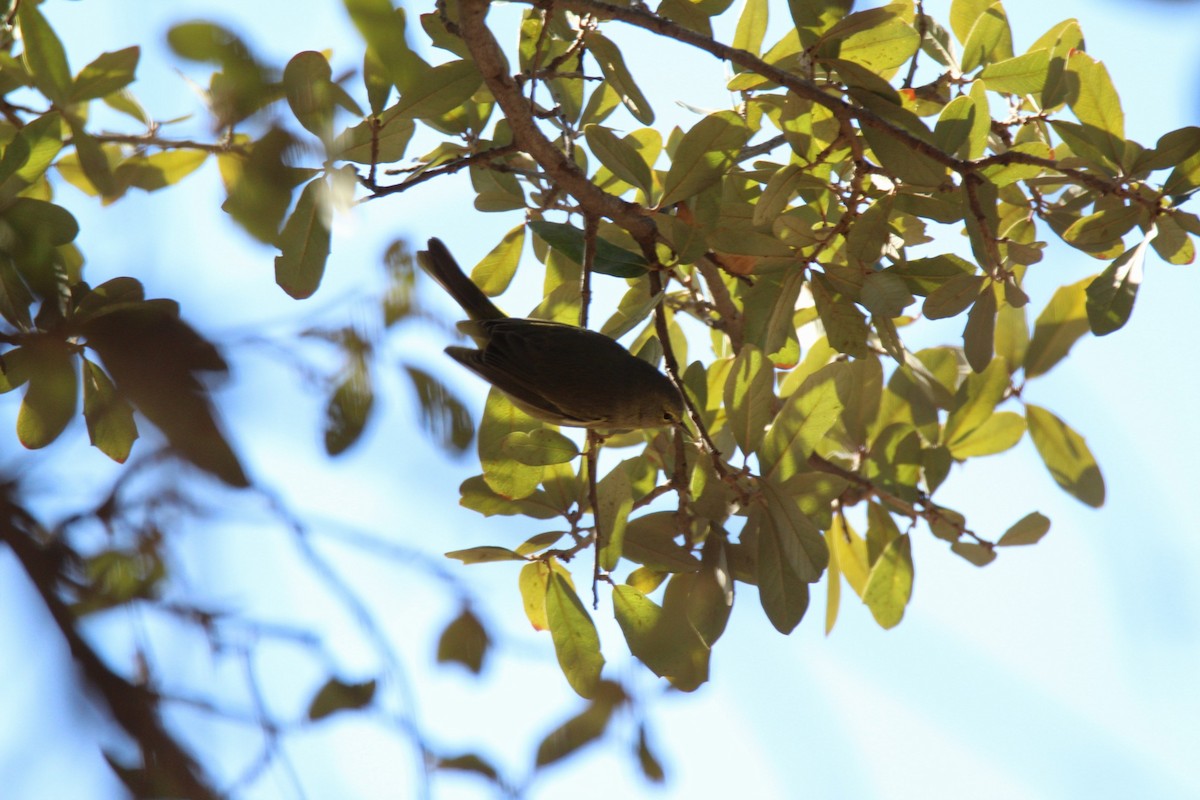 Orange-crowned Warbler - ismael perez
