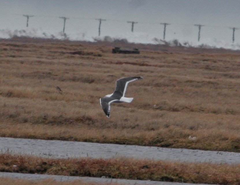 Slaty-backed Gull - Wyatt Egelhoff