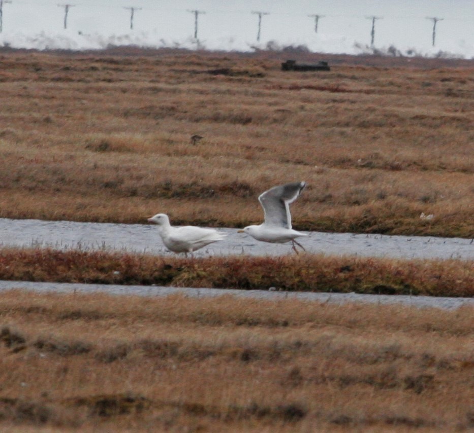 Gaviota de Kamchatka - ML29888361