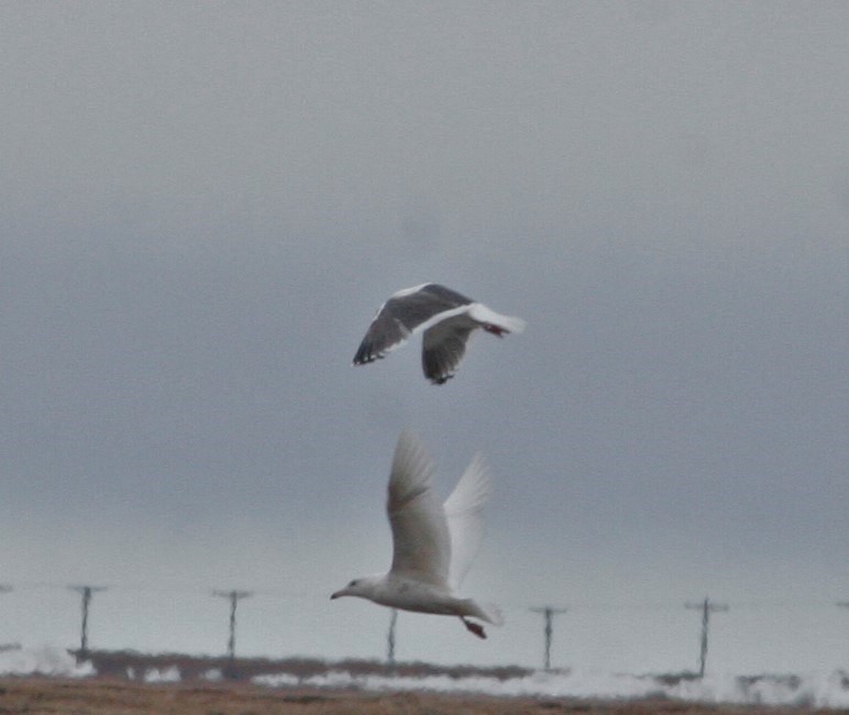 Slaty-backed Gull - ML29888381