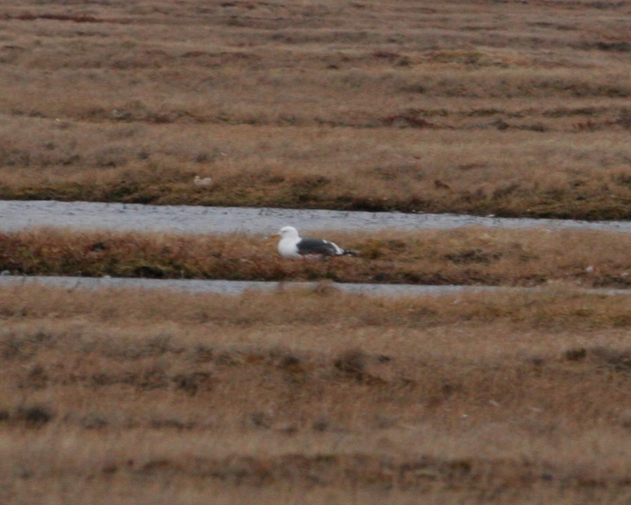 Slaty-backed Gull - ML29888391