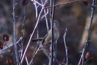 Wrentit - ML298884231