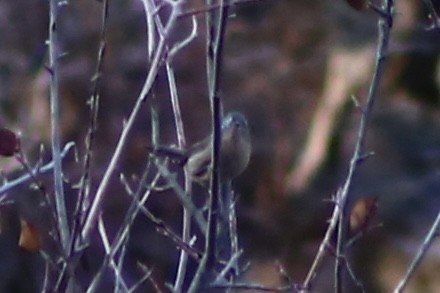 Wrentit - ML298884241