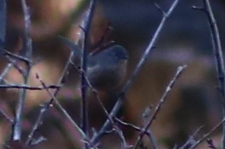 Wrentit - ML298884251