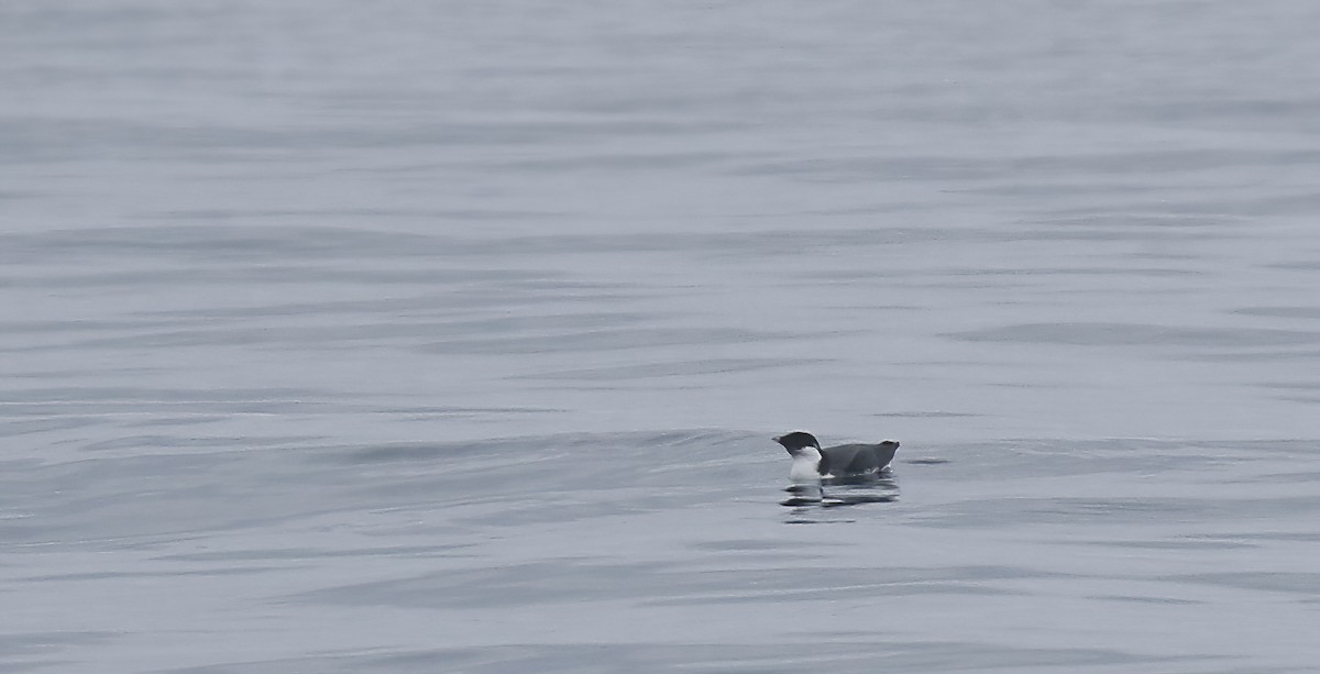 Ancient Murrelet - ML298885531