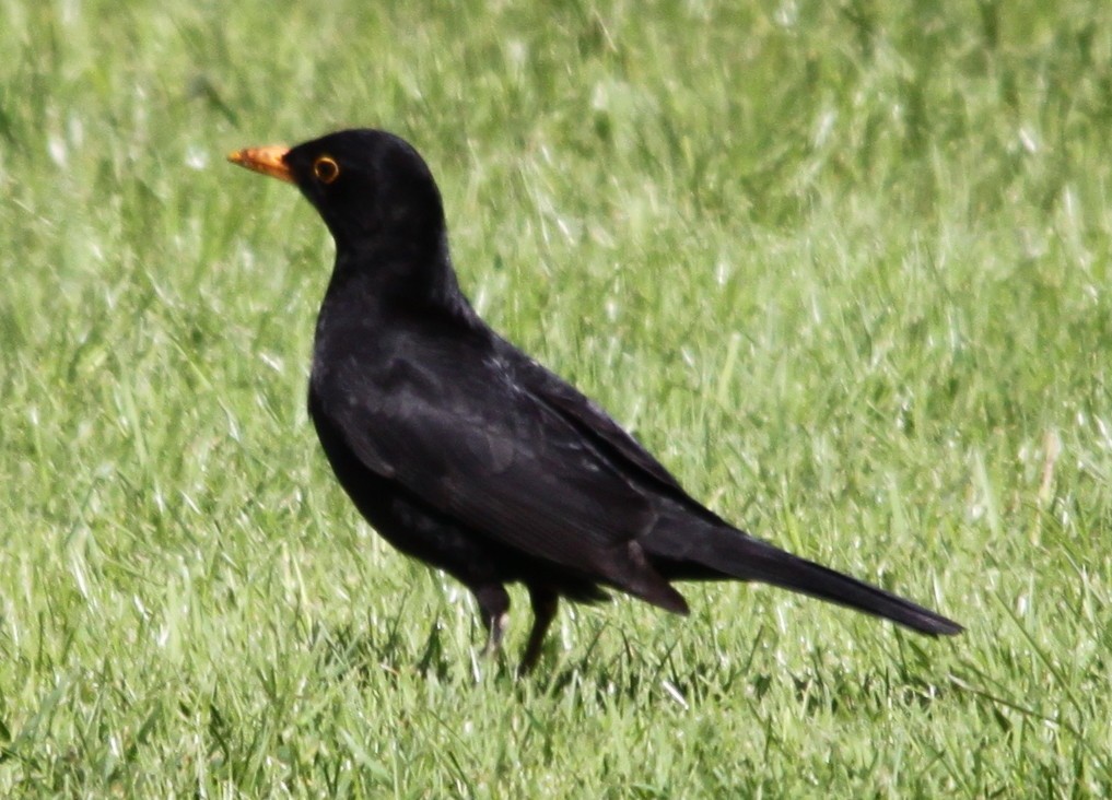 Eurasian Blackbird - Alan Atkinson