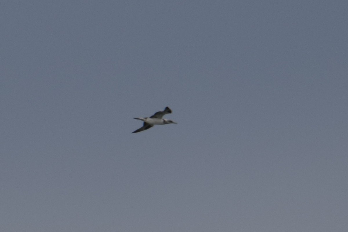 Australasian Gannet - ML29888861