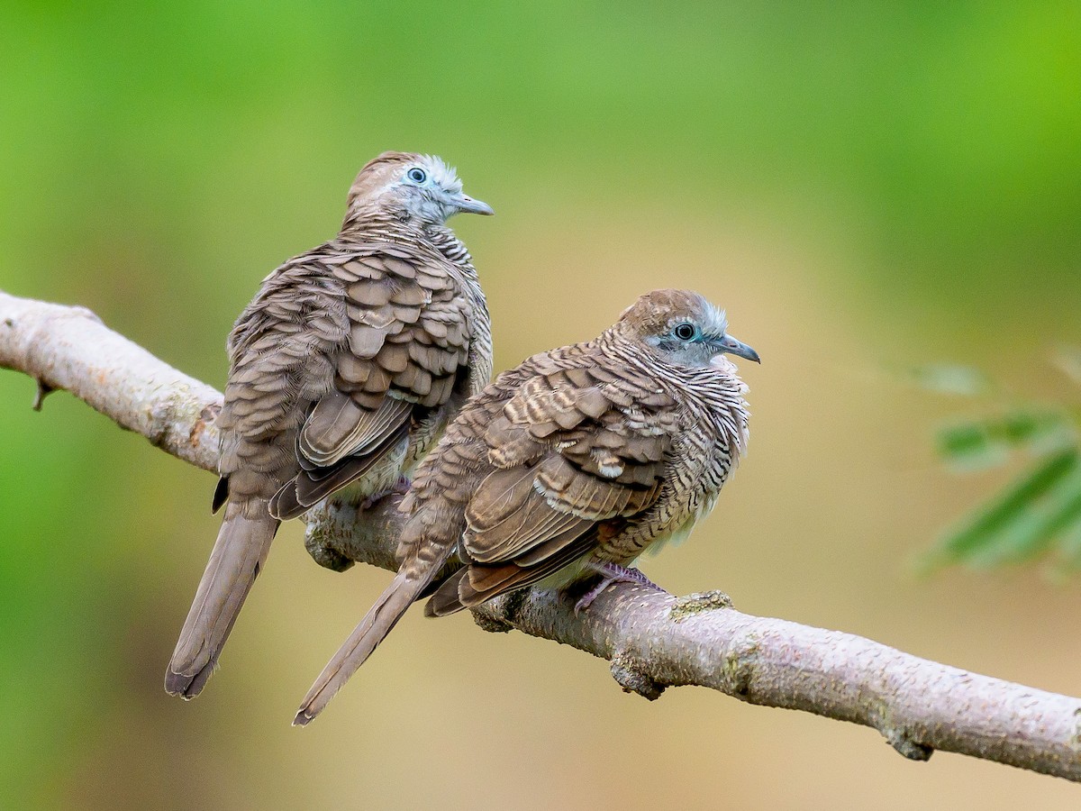 Zebra Dove - Karyne Wee
