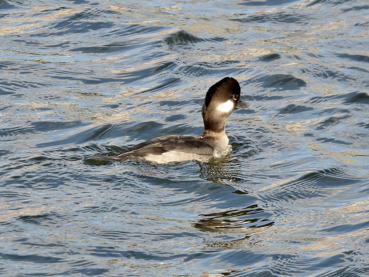 Bufflehead - ML298889901