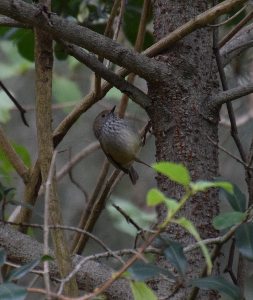 Brown Thornbill - ML29889071