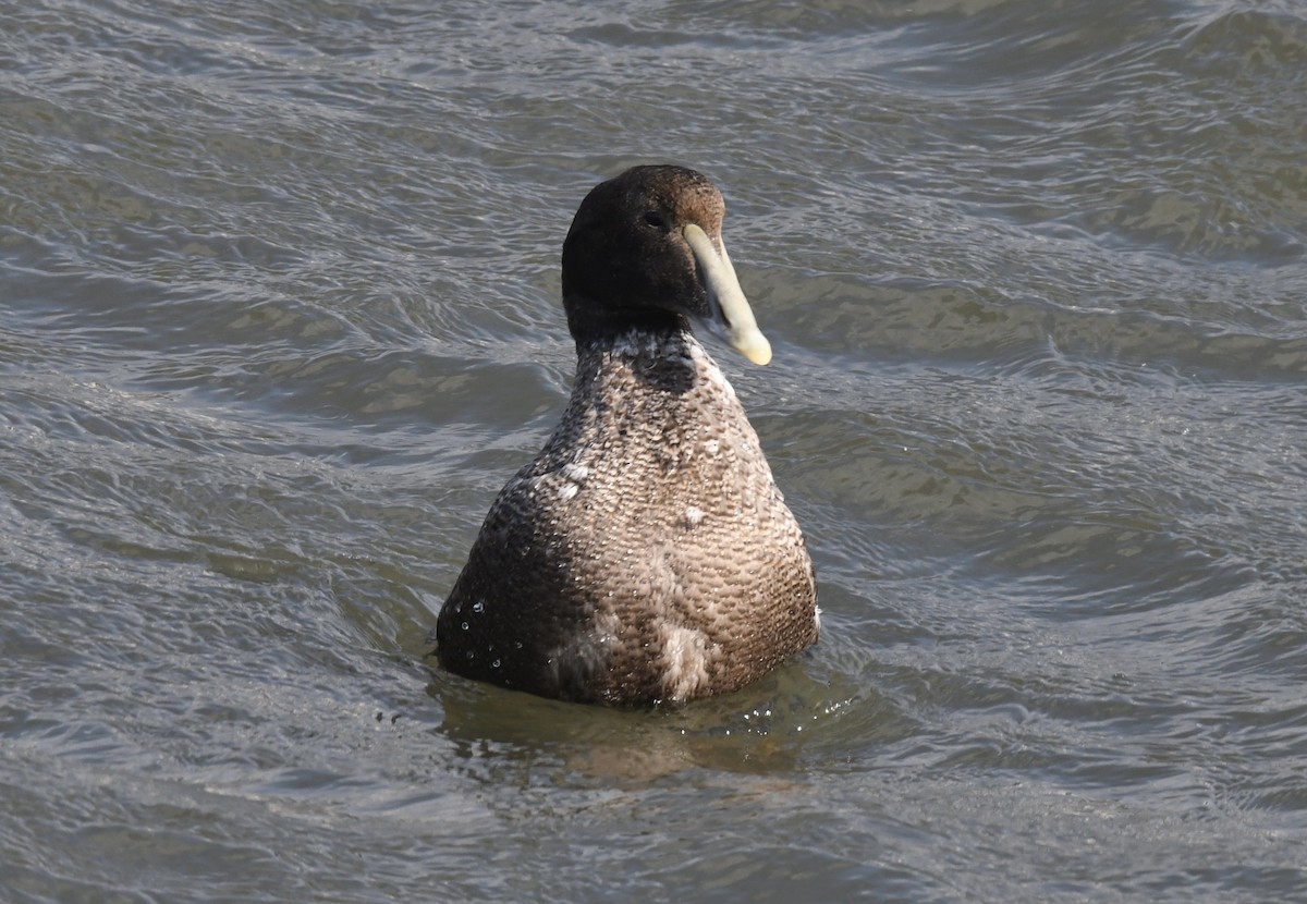 Common Eider - Chris  Allieri