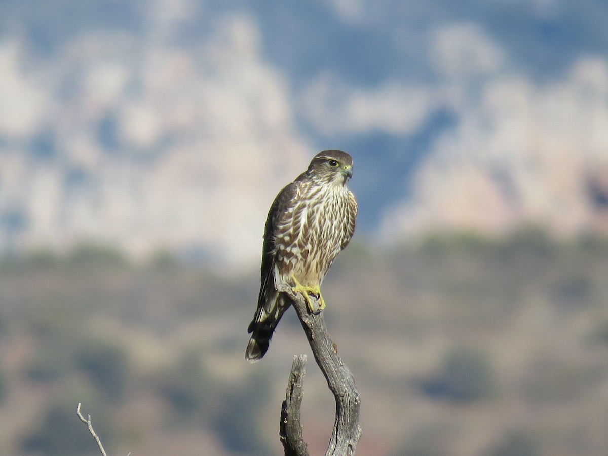 Boz Doğan (columbarius) - ML298891291