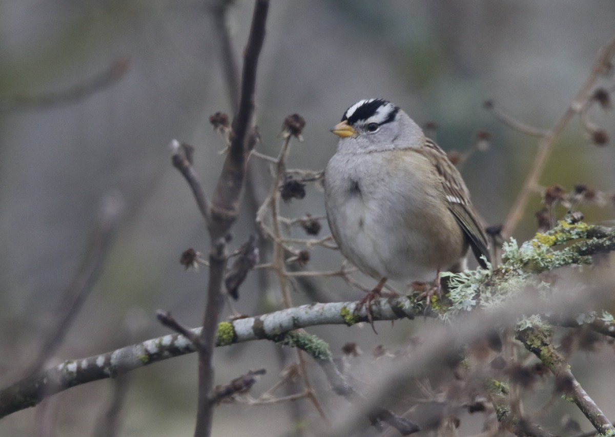 White-crowned Sparrow - ML298892691