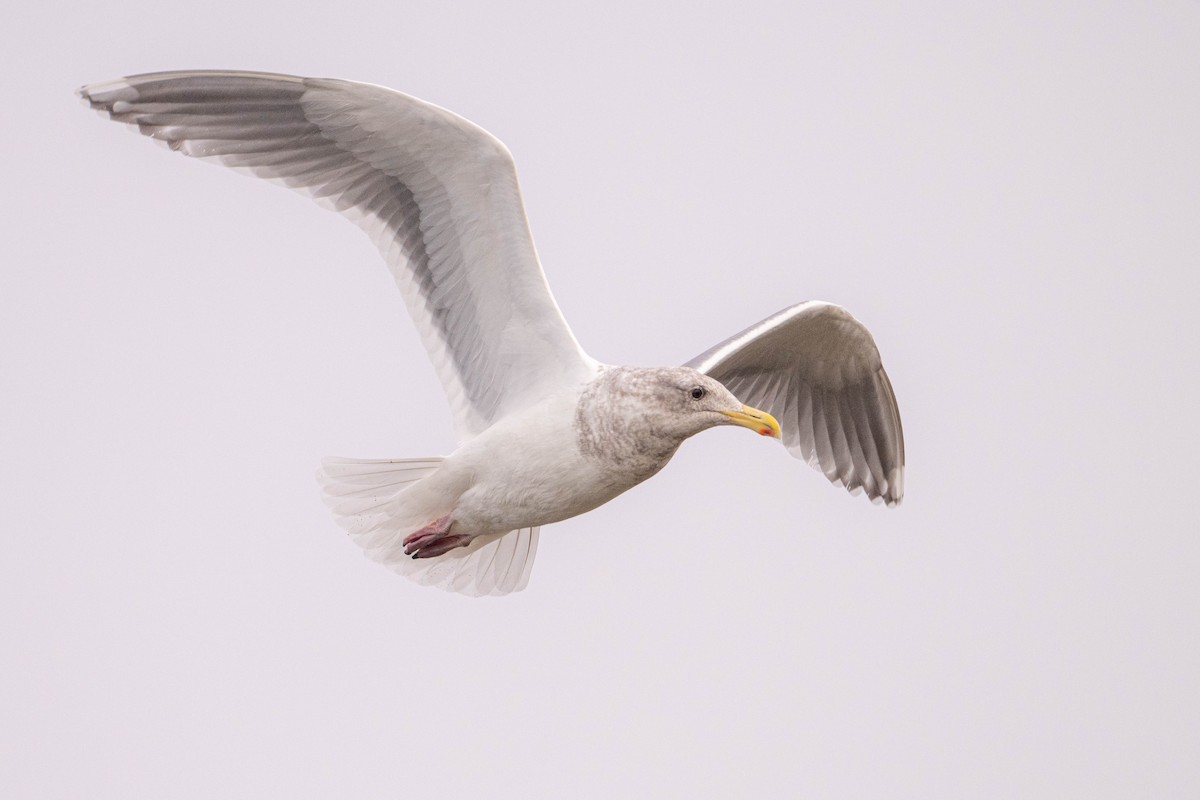 Glaucous-winged Gull - Thomas Bancroft