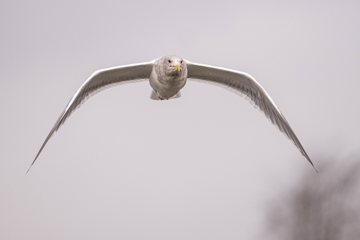 Glaucous-winged Gull - Thomas Bancroft