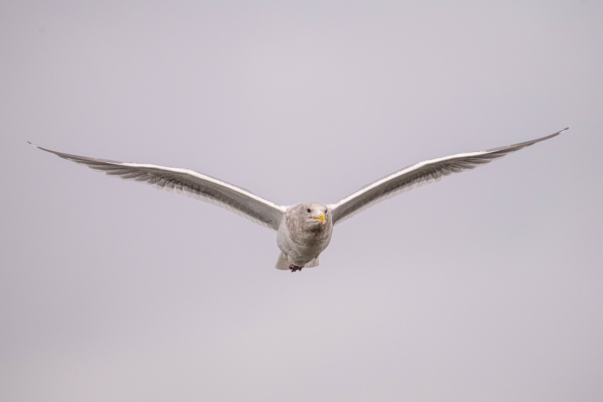 Glaucous-winged Gull - Thomas Bancroft