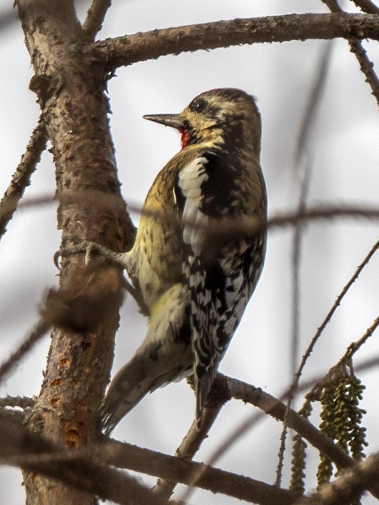 Yellow-bellied Sapsucker - ML298894261