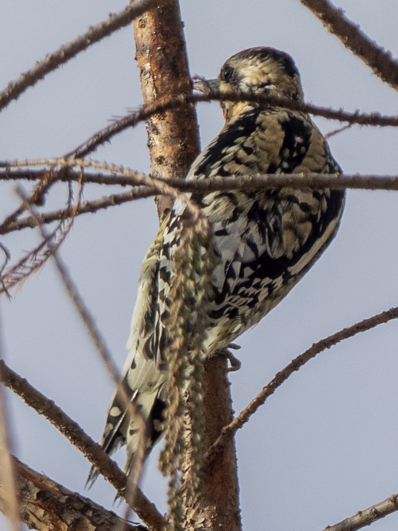 Yellow-bellied Sapsucker - ML298894271