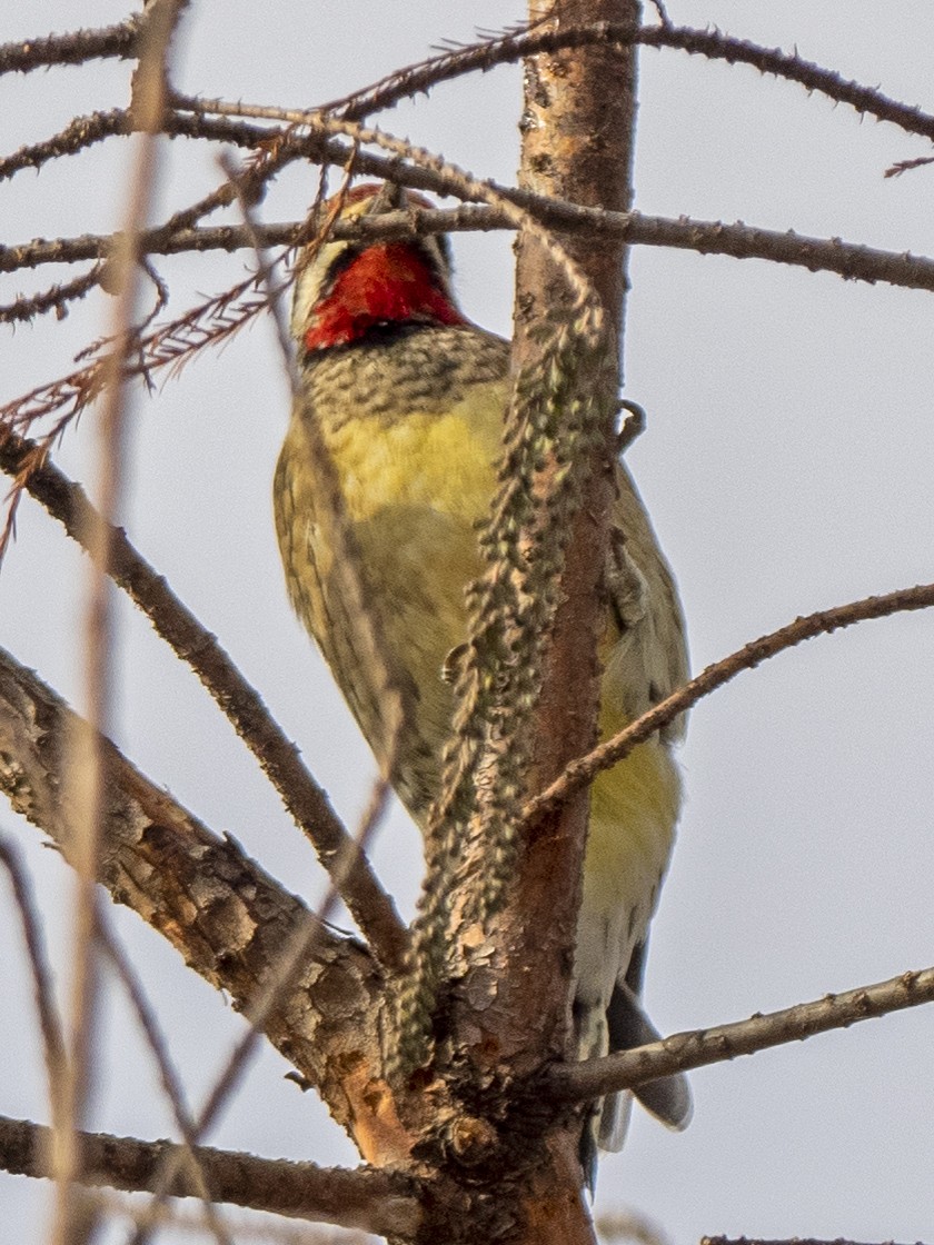 Yellow-bellied Sapsucker - ML298894281