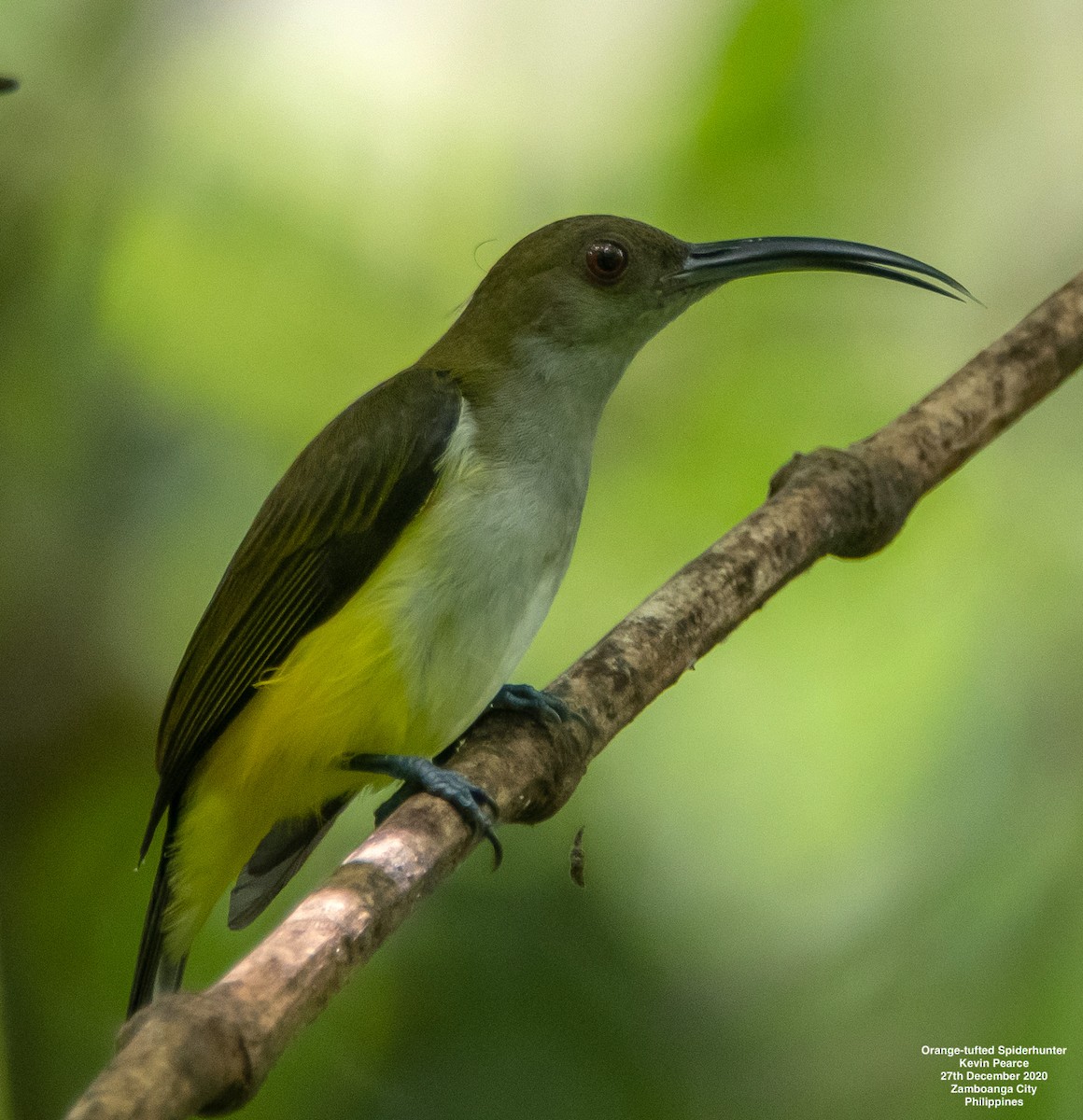 Orange-tufted Spiderhunter - Kevin Pearce