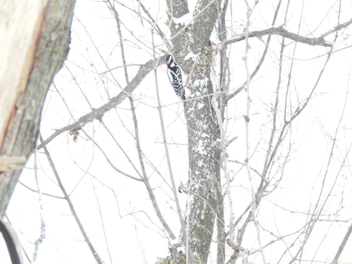 Hairy Woodpecker - ML298895941