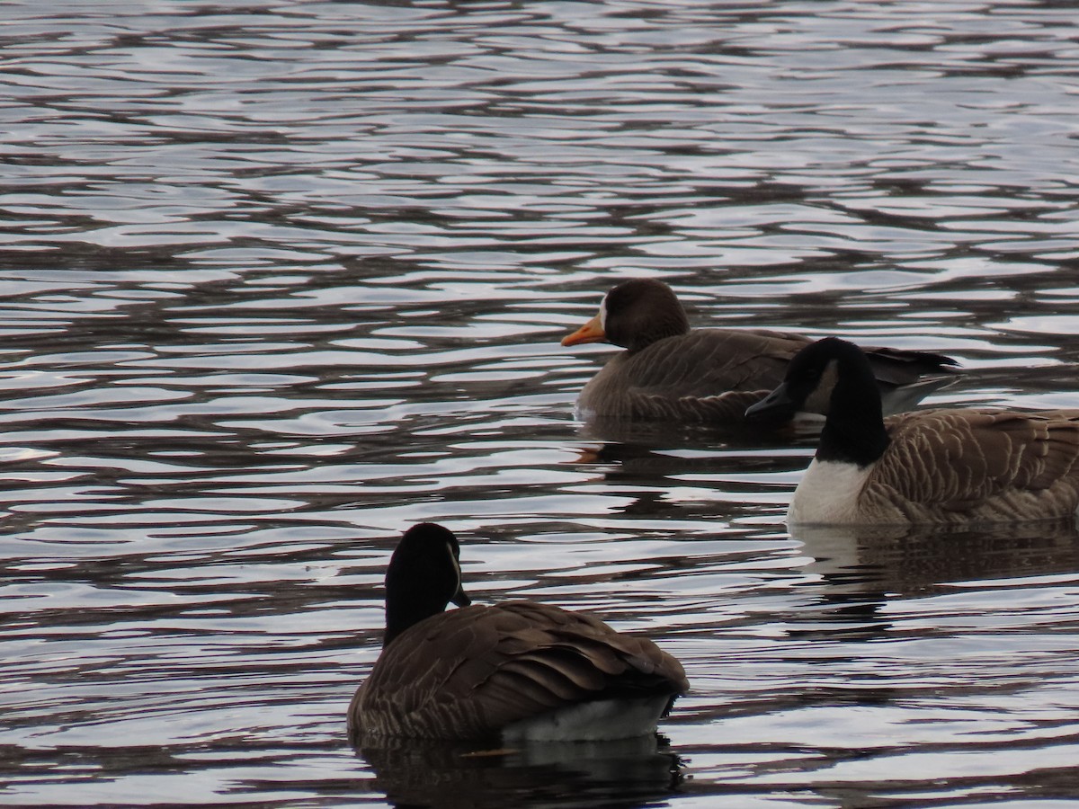 Greater White-fronted Goose - ML298897921