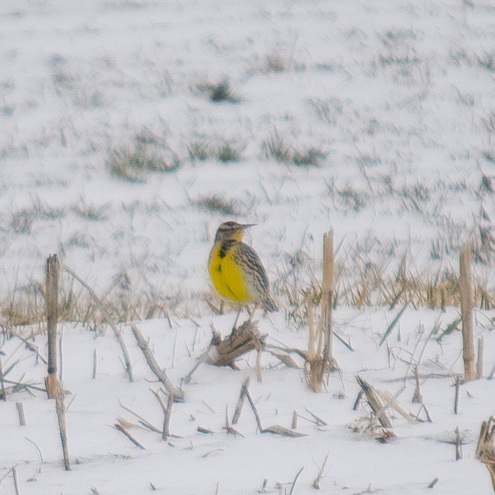 Western Meadowlark - Reed Gerdes