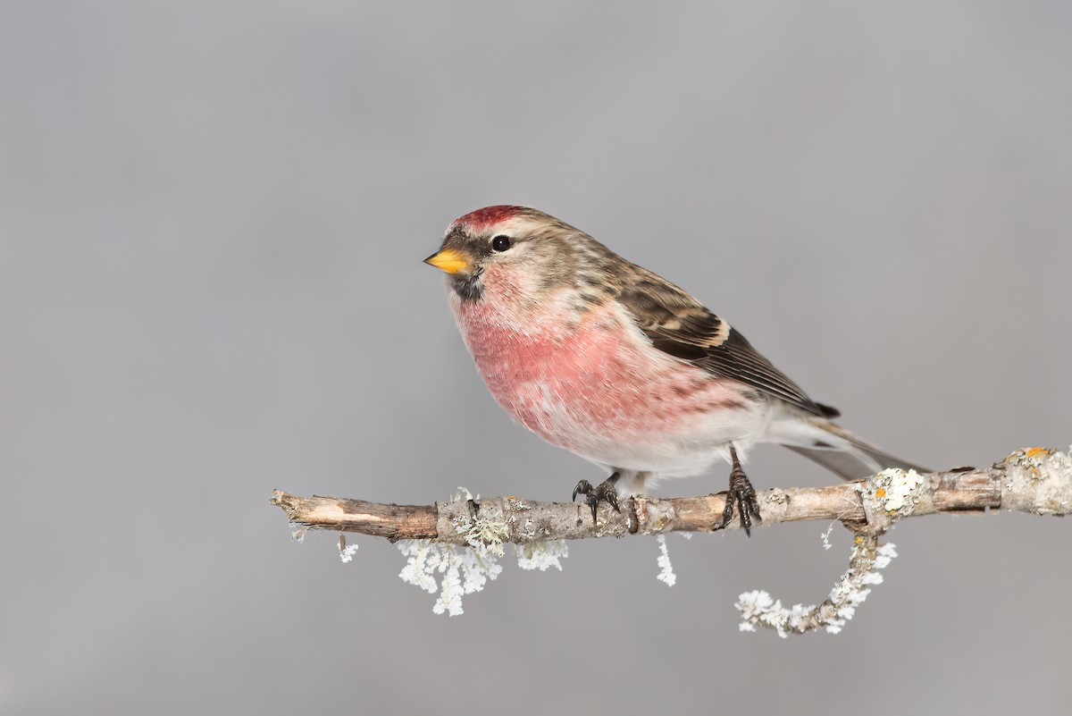 Redpoll (Common) - ML298898851