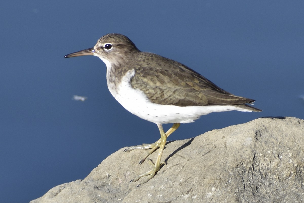 Spotted Sandpiper - ML298899141