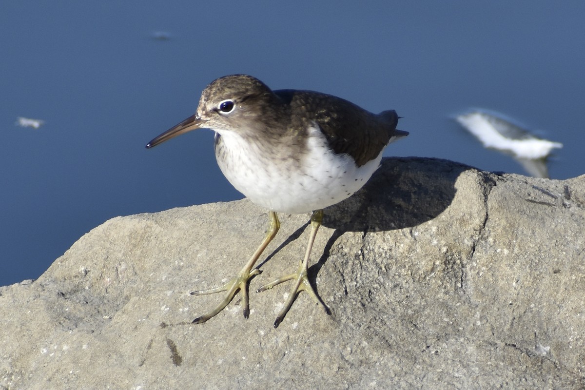 Spotted Sandpiper - ML298899161