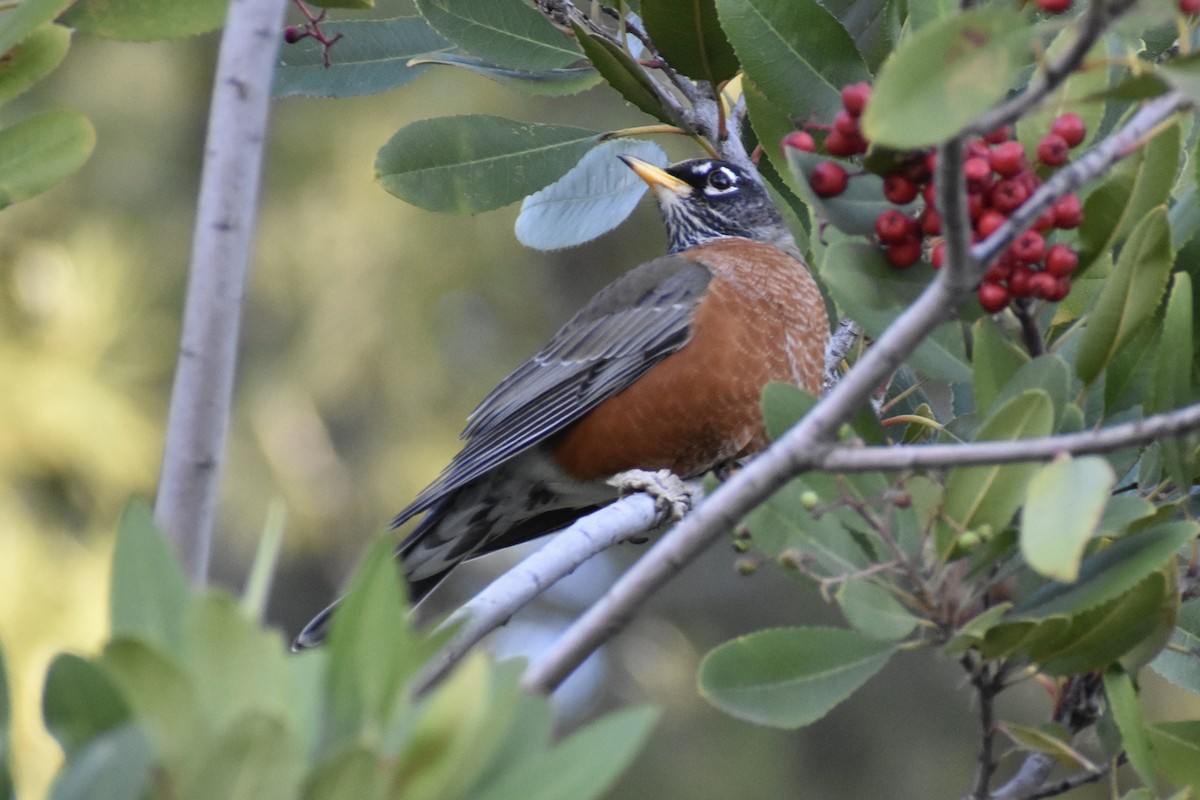 American Robin - ML298899401