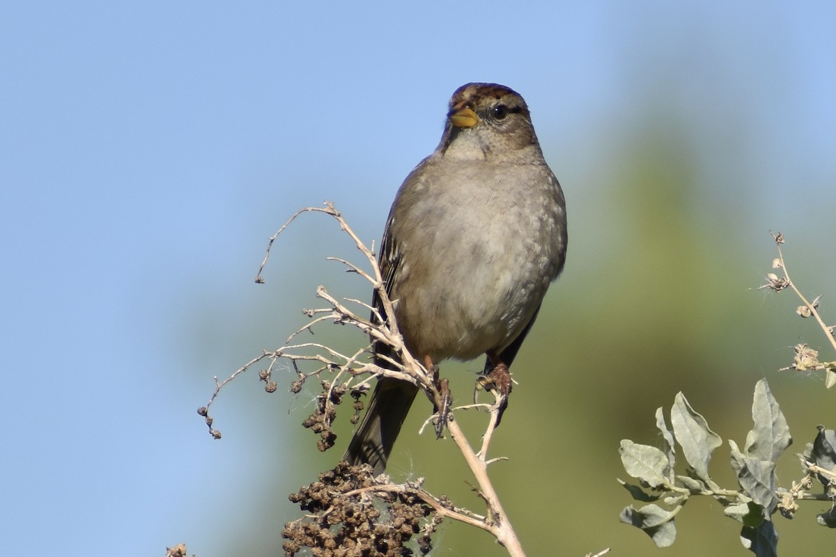 White-crowned Sparrow - ML298899491