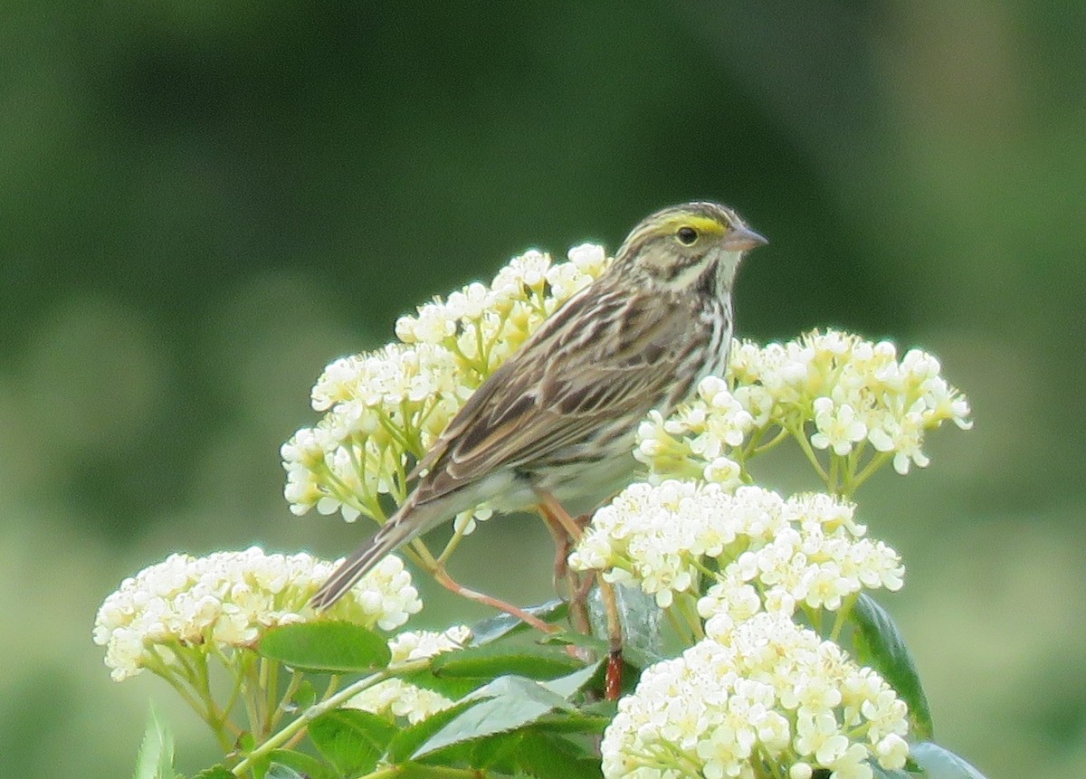 Savannah Sparrow - ML29890051